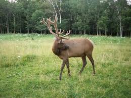 Elk Hunts TN