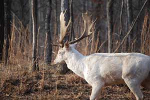 Fallow Deer Hunting Tennessee