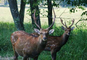 Sika Deer Hunts Tennessee