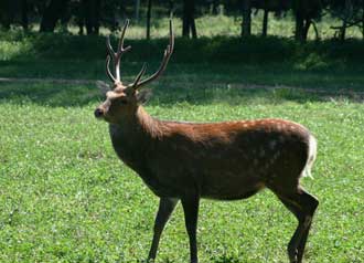 Sika Deer Hunting TN