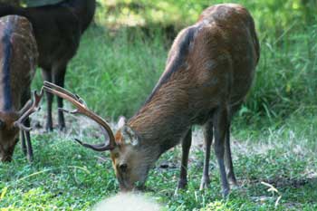 Sika Deer Trophy Hunts Tennessee