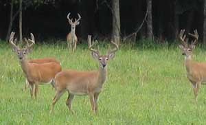 Whitetail Deer Hunting TN