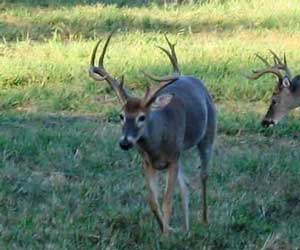 Whitetail Deer Hunts Tennessee