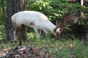 Trophy Fallow Buck