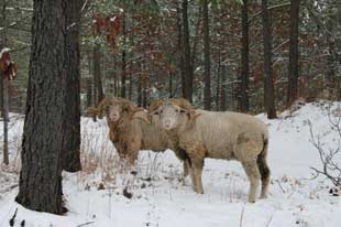 Barbarosa Ram Hunting