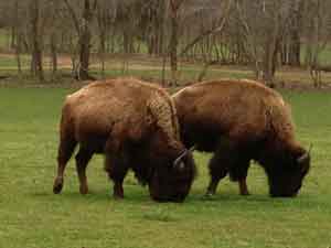 Buffalo Hunting