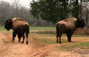 Trophy Buffalo Hunts