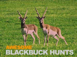 blackbuck hunting expedition