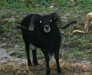 Black Hawaiian Ram Hunting