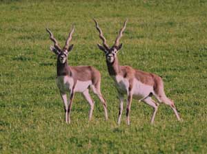 Blackbuck Antelope Hunts