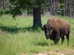 Buffalo Hunts Tennessee