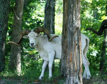 Dall Ram Hunts