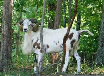 Painted Desert Ram