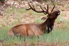 Elk Hunting