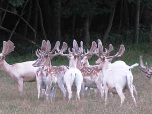 Fallow Buck