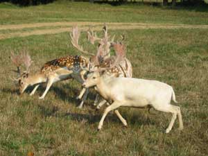 Fallow Buck Hunts