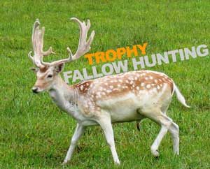 Fallow Deer Hunts Tennessee
