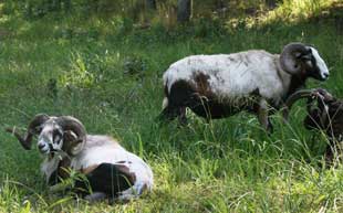 Painted Desert Ram Hunts