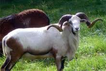 Painted Desert Ram Hunting Tennessee