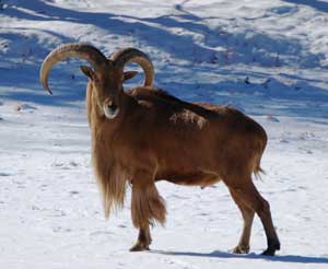 Aoudad Hunts