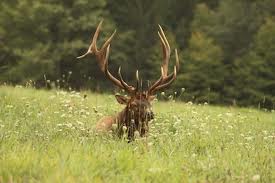 Elk Hunting Tennessee