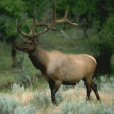 Elk Hunts